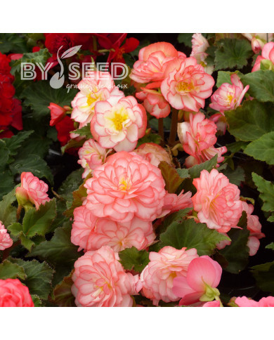 Bégonia tubéreux Non Stop Rose Picotee (graines enrobées)