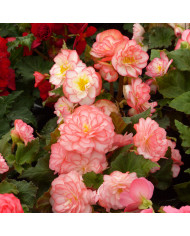 Bégonia tubéreux Non Stop Mix (graines enrobées)