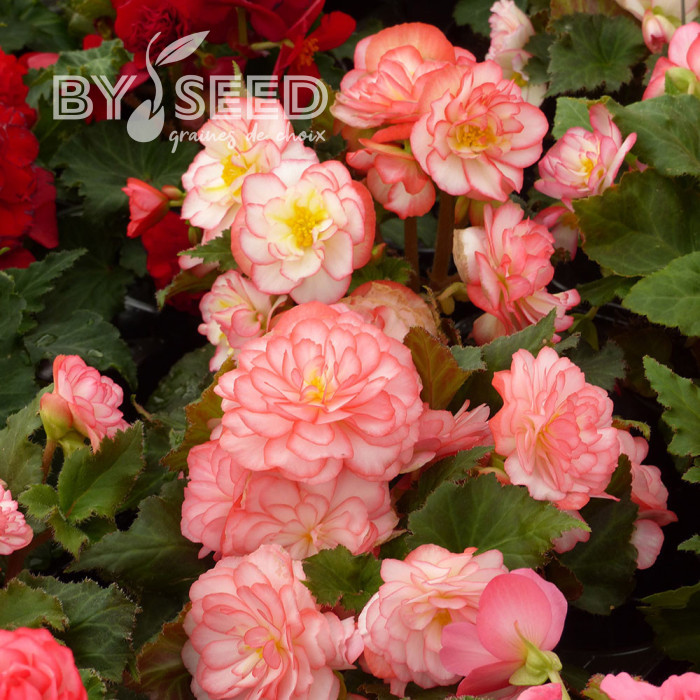 Bégonia tubéreux Non Stop Rose Picotee (graines enrobées)