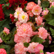 Bégonia tubéreux Non Stop Rose Picotee (graines enrobées)