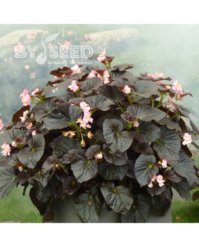 Bégonia Stonehedge Light Pink Bronze Leaf (graines enrobées)