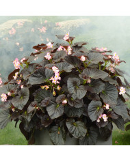 Bégonia tubéreux Non Stop Mix (graines enrobées)