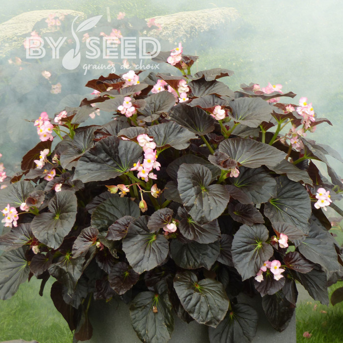 Bégonia Stonehedge Light Pink Bronze Leaf (graines enrobées)