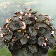 Bégonia Stonehedge Light Pink Bronze Leaf (graines enrobées)