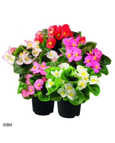 Bégonia semperflorens Super Olympia Mix (graines enrobées)