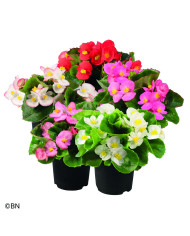 Bégonia Stonehedge Light Pink Bronze Leaf (graines enrobées)