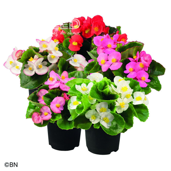Bégonia semperflorens Super Olympia Mix (graines enrobées)