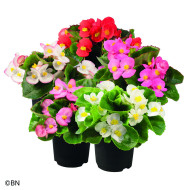 Bégonia semperflorens Super Olympia Mix (graines enrobées)