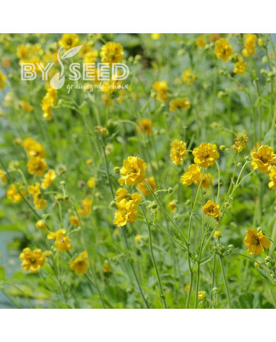 Benoîte (Geum) Lady Stratheden