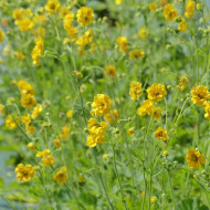 Benoîte (Geum) Lady Stratheden