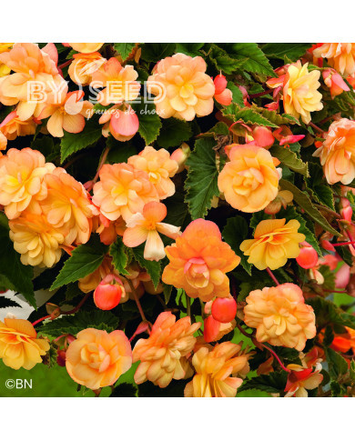 Bégonia retombant Illumination® Apricot Shades (graines enrobées)
