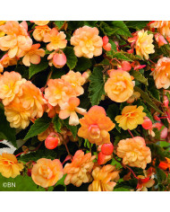 Bégonia semperflorens Organdy Mix (graines enrobées)