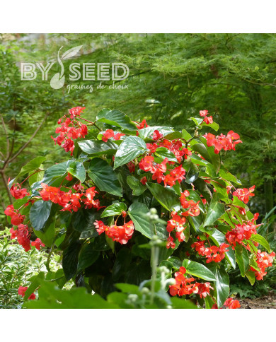 Bégonia Dragon Wing Rouge (graines enrobées)