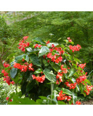 Bégonia de Bolivie Santa Cruz® (graines enrobées)