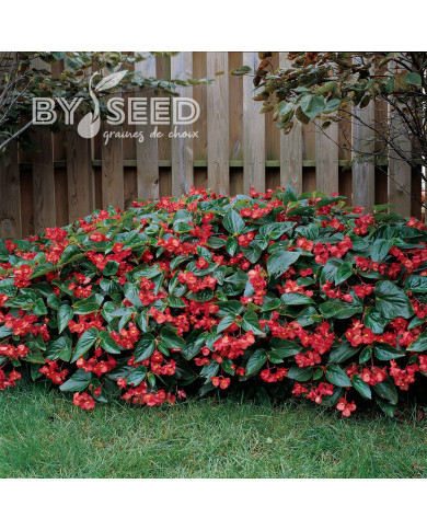 Bégonia Dragon Wing Rouge (graines enrobées)
