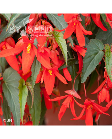 Bégonia de Bolivie Santa Cruz® (graines enrobées)