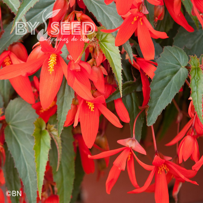 Bégonia de Bolivie Santa Cruz® (graines enrobées)