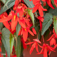 Bégonia de Bolivie Santa Cruz® (graines enrobées)