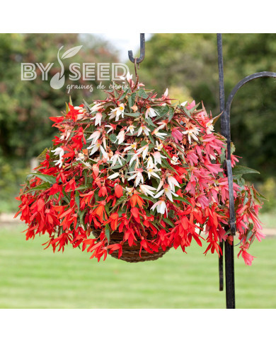 Bégonia boliviensis Bossa Nova®  Mix (graines enrobées)