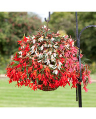 Bégonia de Bolivie Santa Cruz® (graines enrobées)