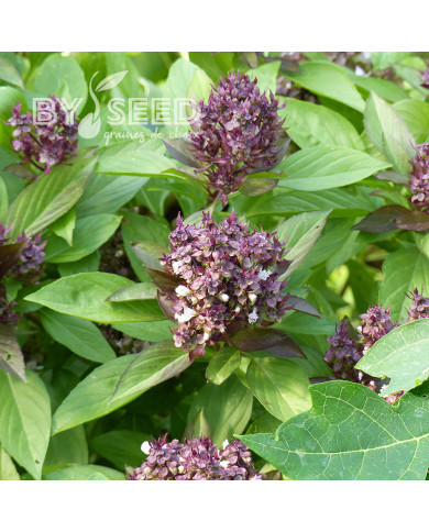 Basilic thaï Reine de la Thaïlande (Siam Queen)