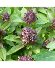 Basilic Everleaf® Emerald Tower