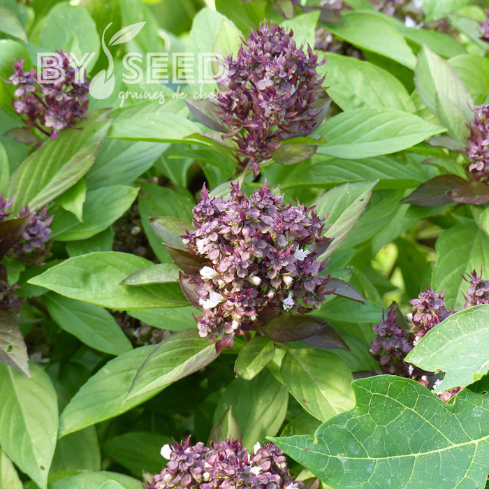 Basilic thaï Reine de la Thaïlande (Siam Queen)