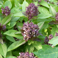 Basilic thaï Reine de la Thaïlande (Siam Queen)