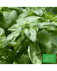 Basilic Cinnamon (Cannelle)