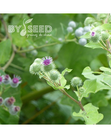 Bardane - Arctium lappa (plante sauvage)