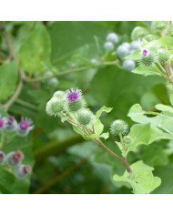 Armeria pseudarmeria Mix