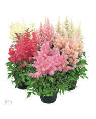 Astilbe Rhapsody Mix (graines enrobées)