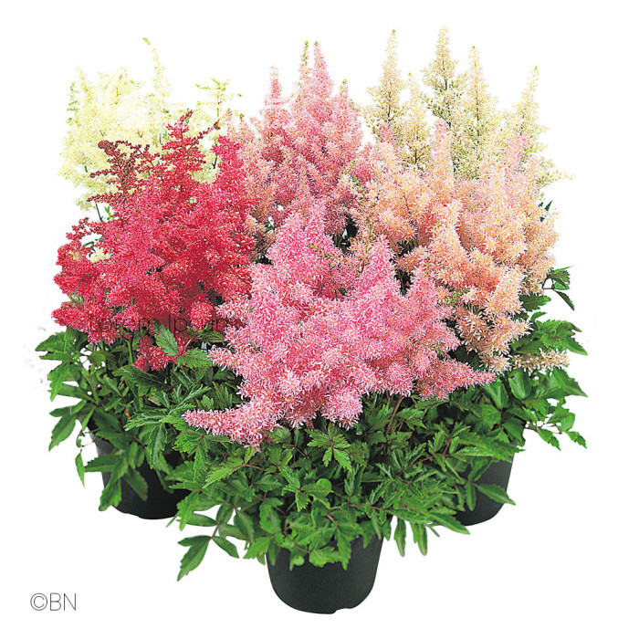 Astilbe Showstar® (graines enrobées)