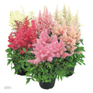 Astilbe Showstar® (graines enrobées)