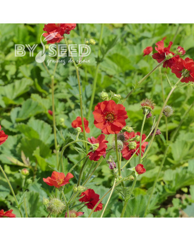 Benoîte (Geum) Mrs Bradshaw