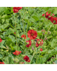 Benoîte (Geum) Lady Stratheden