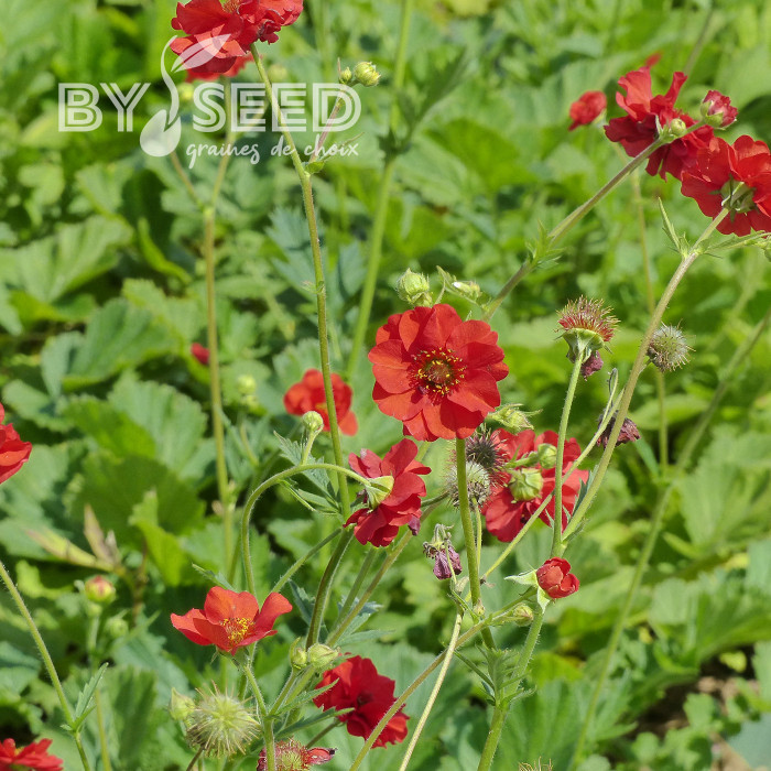 Benoîte (Geum) Mrs Bradshaw