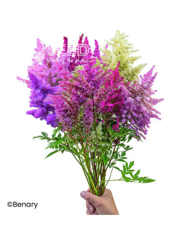 Astilbe Rhapsody Mix (graines enrobées)