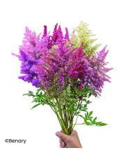 Asperula azurea Cloud Nine