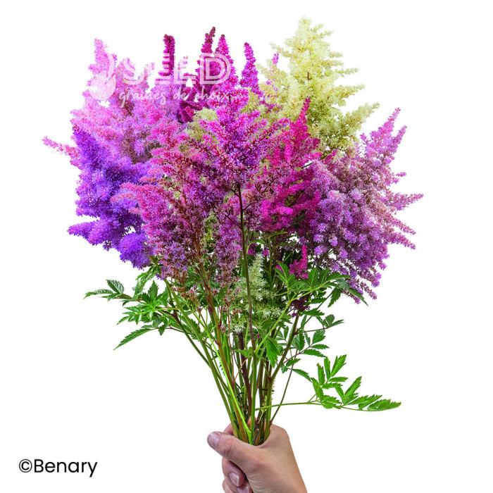 Astilbe Rhapsody Mix (graines enrobées)