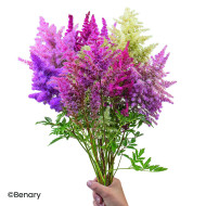 Astilbe Rhapsody Mix (graines enrobées)