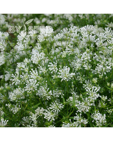 Asperula azurea Cloud Nine