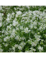 Astilbe Rhapsody Mix (graines enrobées)