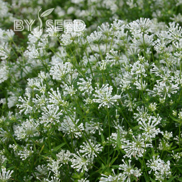 Asperula azurea Cloud Nine