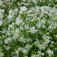 Asperula azurea Cloud Nine