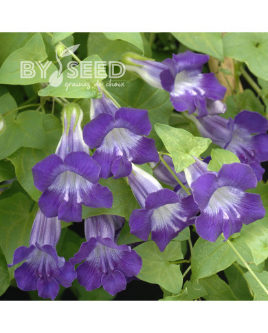 Asarine scandens Joan Lorraine