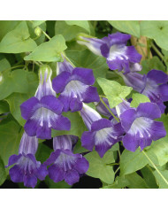 Arroche Copper Plume