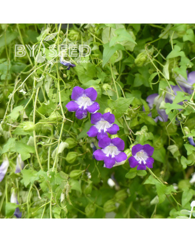 Asarine scandens Joan Lorraine