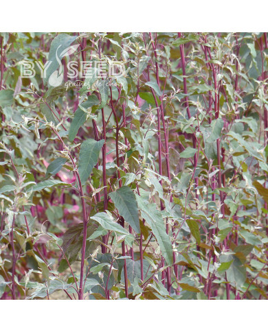 Arroche Copper Plume