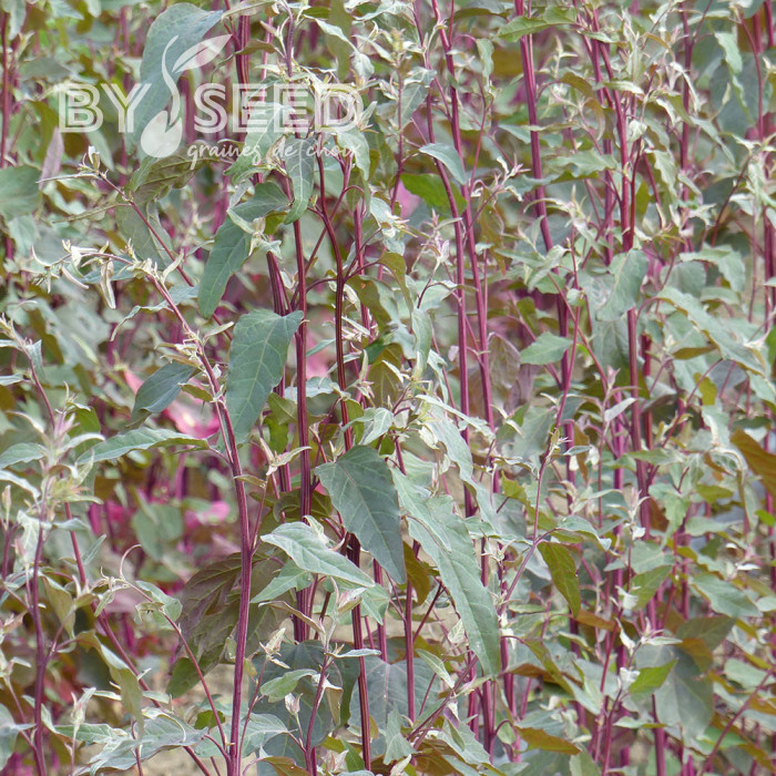 Arroche Copper Plume